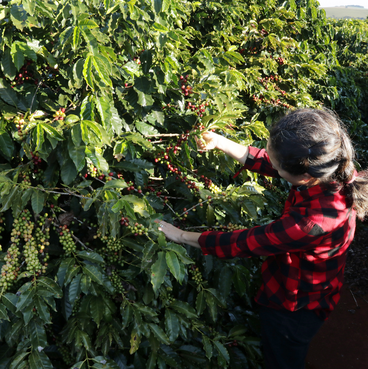 Brazil Fazenda Santa Inês