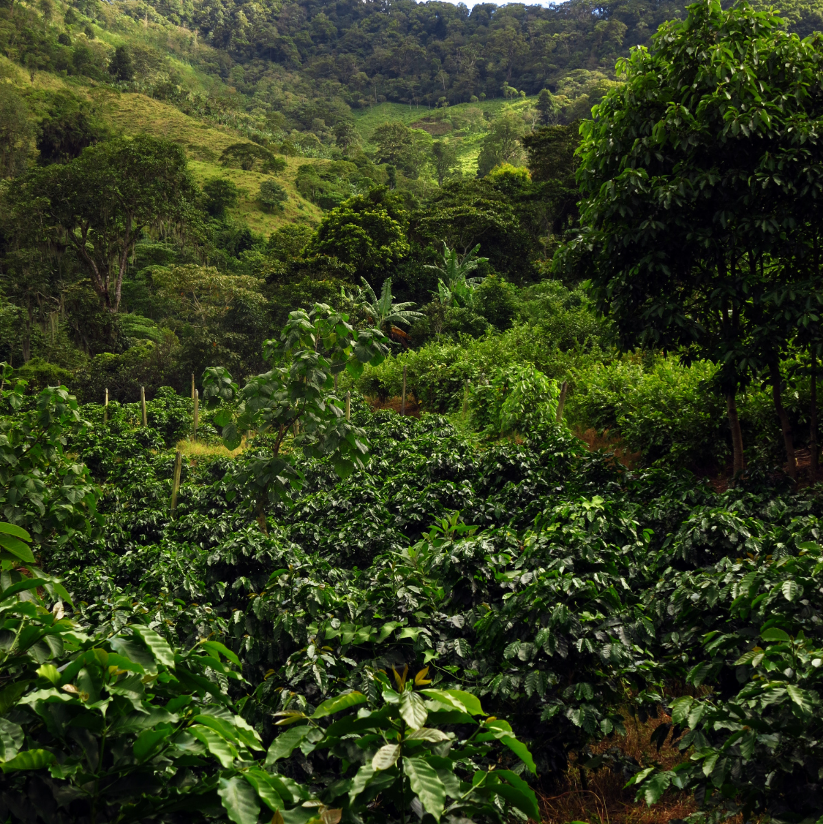 Nicaragua La Vitalidad